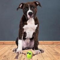Pet Miyav® Renkli Halat Ve Tenis Toplu Yumaklı Köpek Çekiştirme Halat Oyuncağı